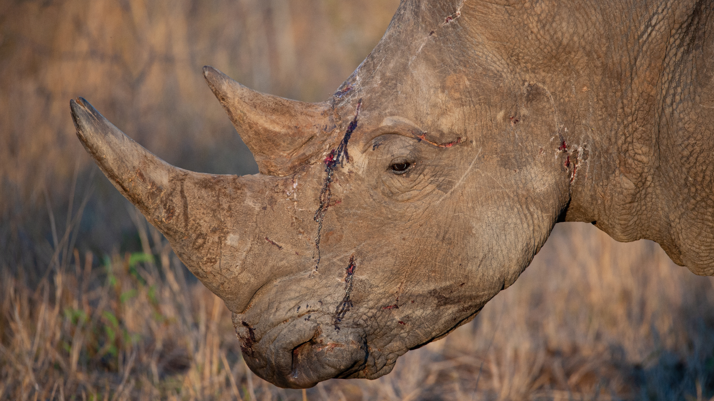 Farmed Rhino Horn Not Seen As Substitute Product - Nature Needs More