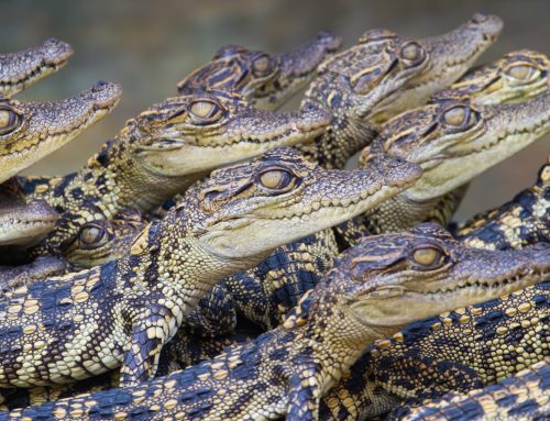 CITES Epic Failure: The Legal Trade Of The Siamese Crocodile
