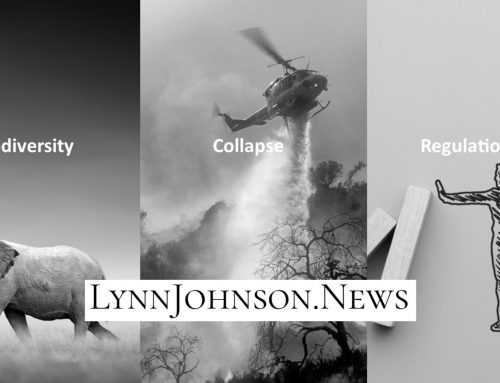 Introducing LynnJohnson.News